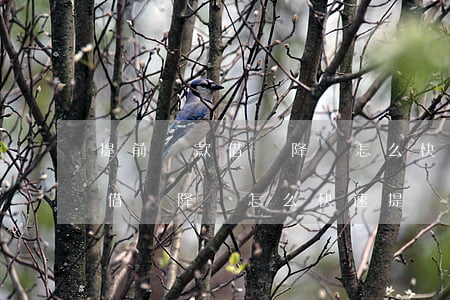 提前還款借唄降額怎么快速提額-提前還款借唄降額怎么快速提額呢