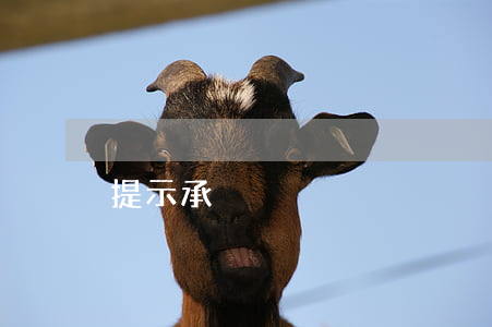 提示承兌
