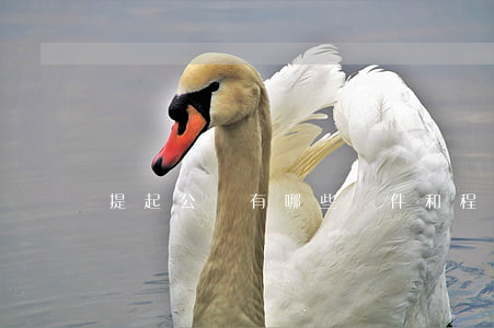 提起公訴有哪些條件和程序