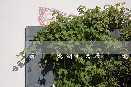提錢購逾期4天(提錢購逾期兩天還能用嗎?)