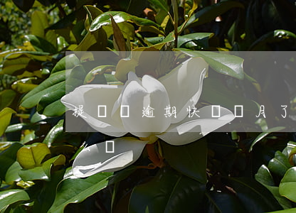 提錢購逾期快兩個月了(提錢購借款逾期了怎么辦)