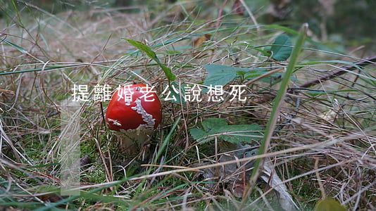 提離婚老公說想死