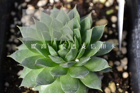 提高額度透支信用卡盜竊