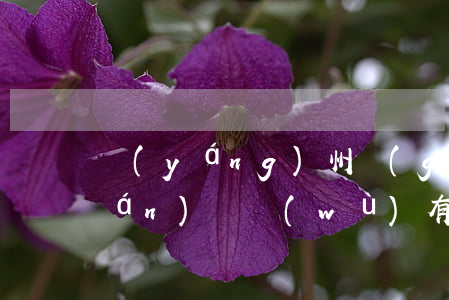 揚(yáng)州個(gè)人債權(quán)債務(wù)有哪些
