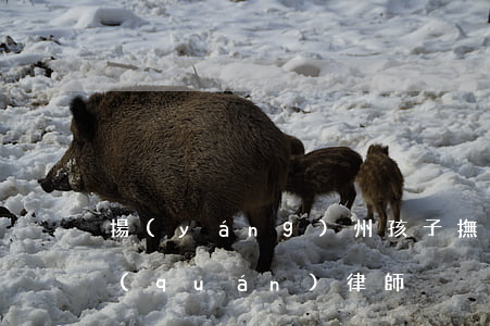揚(yáng)州孩子撫養(yǎng)權(quán)律師