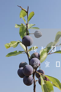 揭秘網(wǎng)絡(luò)廣告師：虛假宣傳誤導(dǎo)消費 發(fā)展代理滲透95后