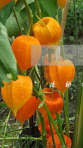 援助律師怎么找呢(法律援助)
