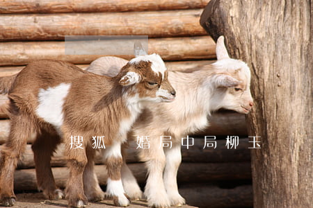 搜狐離婚局中局柳玉