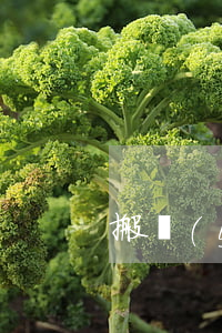 搬運(yùn)合同
