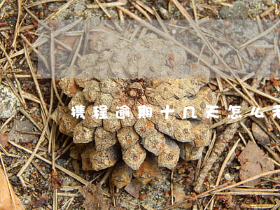 携程逾期十几天怎么老是发短信-