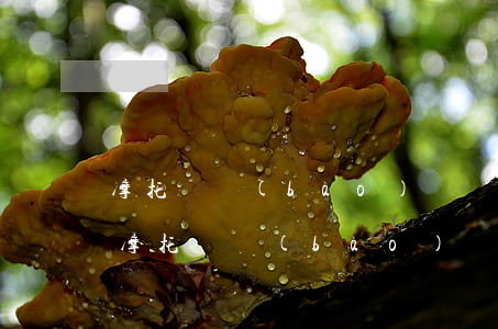 摩托車報(bào)廢補(bǔ)貼多少錢(摩托車報(bào)廢補(bǔ)貼多少錢莆田市)