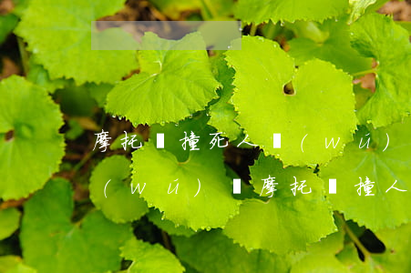 摩托車撞死人無(wú)賠償能力怎么辦(無(wú)證摩托車撞人怎么賠)