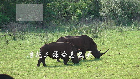 摩托车保险怎么买