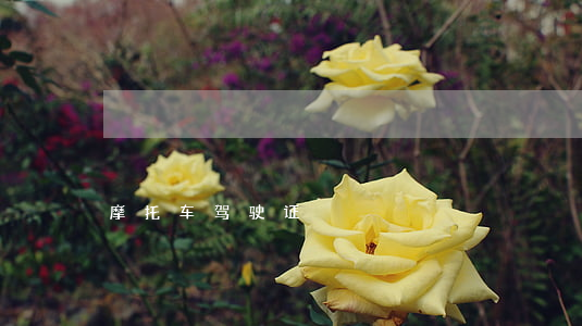 摩托车驾驶证