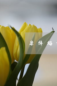 摩拜起诉滴滴专利侵权 打响知识产权保卫战