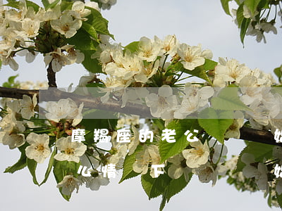 摩羯座的老公堅決離婚怎么挽回(摩羯男在什么情況下會選擇離婚)