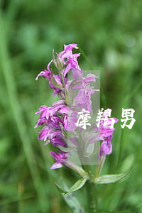 摩羯男真想離婚(摩羯男能接受離婚的女人嗎)