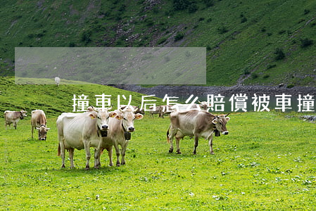 撞車以后怎么賠償(被車撞怎么賠償)