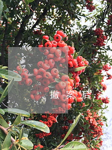 撤案后法院可以解凍賬號嗎(起訴賬戶被凍結(jié)撤訴后多久能解凍)