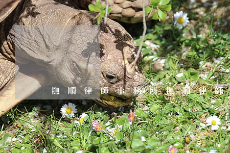 撫順律師事務所,撫順律師事務所排名 撫順律師事務所,撫順律師事務所排名