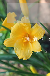 撫養(yǎng)權(quán)糾紛證據(jù)目錄(撫養(yǎng)權(quán)合同書樣本)