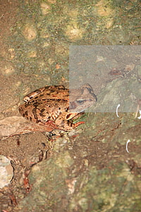 撫養(yǎng)權(quán)能繼承嗎(撫養(yǎng)權(quán) 繼承權(quán))