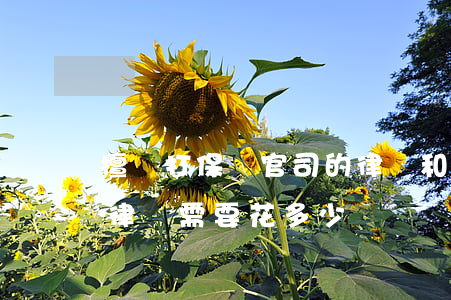 擅長打保險官司的律師(和保險公司打官司請律師需要花多少錢)