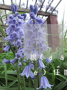 擔(dān)保人承擔(dān)的責(zé)任(擔(dān)保人承擔(dān)的責(zé)任時效)