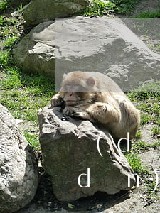 擔(dān)保人還款如何起訴借款人，擔(dān)保人還款后如何起訴借款人
