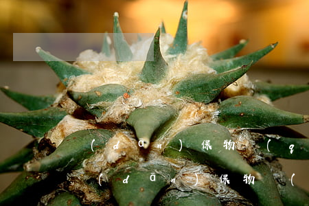 擔(dān)保物權(quán)包括哪些（擔(dān)保物權(quán)的概念）