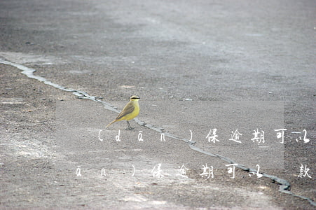 擔(dān)保逾期可以貸款買房嗎(擔(dān)保逾期可以貸款買房嗎)