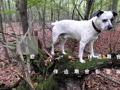 擔(dān)保逾期會影響房貸嗎 擔(dān)保逾期會影響辦房貸嗎