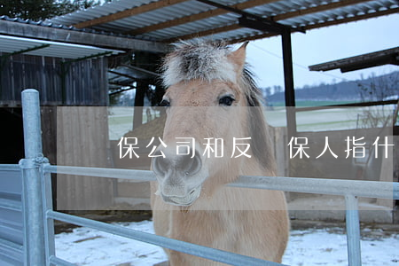 擔保公司和反擔保人指什么