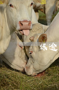 擔保逾期八年沒還款(欠擔保公司錢7年了)