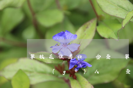 攀枝花住房公積金查詢(攀枝花住房公積金查詢個(gè)人賬戶查詢余額)
