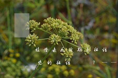 攜程借去花逾期上征信嗎，逾期還款是否會影響您的征信記錄？——解析攜程借去花的信用管理政策
