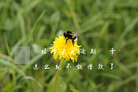 攜程借去花逾期兩千-攜程借去花逾期一天怎么就不能借款了