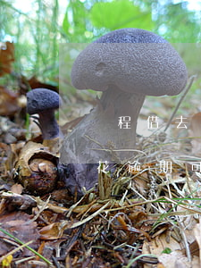 攜程借去花逾期可以協商還款么-攜程借去花逾期可以協商還款么