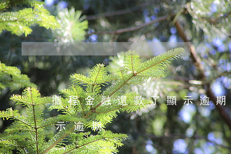 攜程金融還款了顯示逾期(攜程金融還款了顯示逾期)