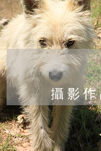 攝影作品使用權協(xié)議書
