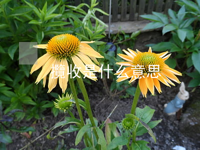 攬收是什么意思