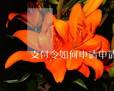 支付令如何申请(申请支付令在哪里申请)
