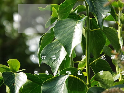 支付吧花唄借唄逾期怎么協(xié)商還款 支付吧花唄借唄逾期怎么協(xié)商還款