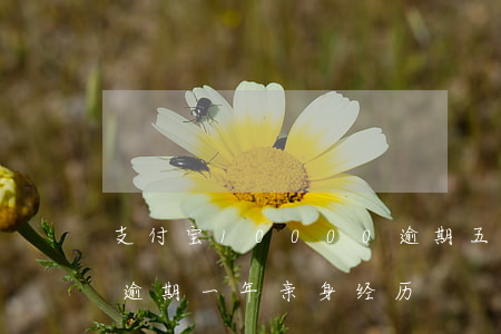 支付宝10000逾期五年(支付宝1500逾期一年亲身经历)