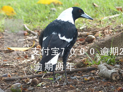 支付宝7000逾期2年(支付宝20000逾期两年)