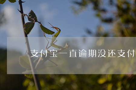 支付宝一直逾期没还（支付宝逾期了还没还）