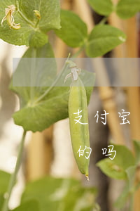 支付宝上门起诉(欠支付宝几千上门起诉是真的吗?)