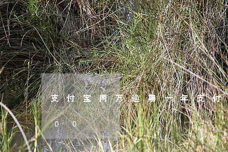 支付宝两万逾期一年(支付宝逾期一年了7000)