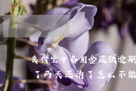 支付宝中备用金还款逾期(支付宝备用金逾期了两天还清了怎么不能再拿了)