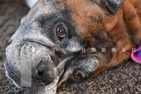 支付宝二次分期逾期 支付宝二次分期逾期